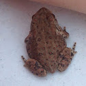 Woodhouse's Toad (juvenile)