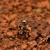 Rufescent Burrowing Frog