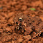 Rufescent Burrowing Frog