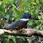 Ringed Kingfisher (f.)