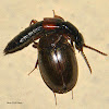 Rove Beetle and...