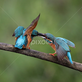 Kingfisher by Matteo Chinellato - Animals Birds