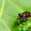 Leaf-footed Bug