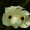 African Iris -Moreia