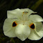 African Iris -Moreia