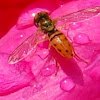 Hoverfly/Syrphid Fly