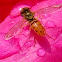 Hoverfly/Syrphid Fly
