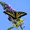 Oregon Swallowtail Butterfly