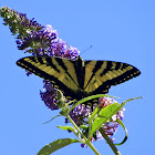 Oregon Swallowtail Butterfly