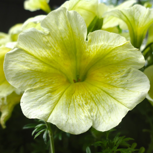 Plants of New Hampshire Project Noah