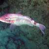 Whitesaddle Goatfish