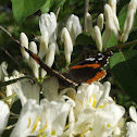 Red Admiral