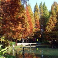 菁芳園 Tenway Garden／花園餐廳／落羽松