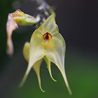 The Little Tree-like Lepanthes