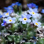 Alpine Forget-Me-Nots