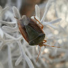 Stink bug (Chinche verde)