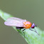 Orange and Black Fly