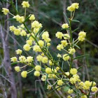 Spreading Wattle (Acacia genistifolia)