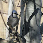 Blue Jay