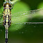 Slender Skimmer dragonfly