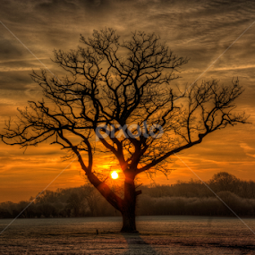 Frosty Sunrise by G. Stetson - Landscapes Sunsets & Sunrises ( britain, golden hour, uk, sunset, tree, sun )