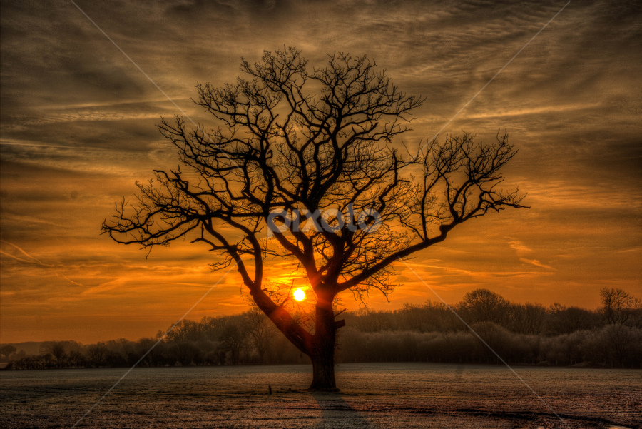 Frosty Sunrise by G. Stetson - Landscapes Sunsets & Sunrises ( britain, golden hour, uk, sunset, tree, sun )