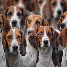 Pack of Hounds by Michael Milfeit - Animals - Dogs Portraits