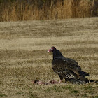 Turkey Vulture