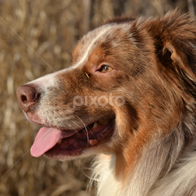 by Jolene Pierce - Animals - Dogs Portraits
