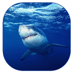 Cover Image of Download Shark Live Wallpaper 1.1 APK