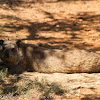 Rock Hyrax