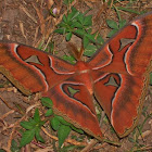 Lorquin's Atlas Moth ♂