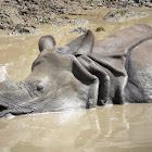 Indian Rhino