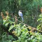 Western Scrub-jay