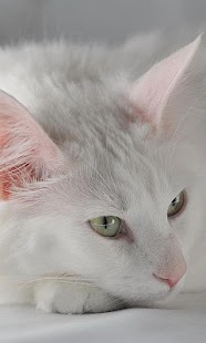 How to install Turkish Angora Wallpapers 1.0 apk for bluestacks