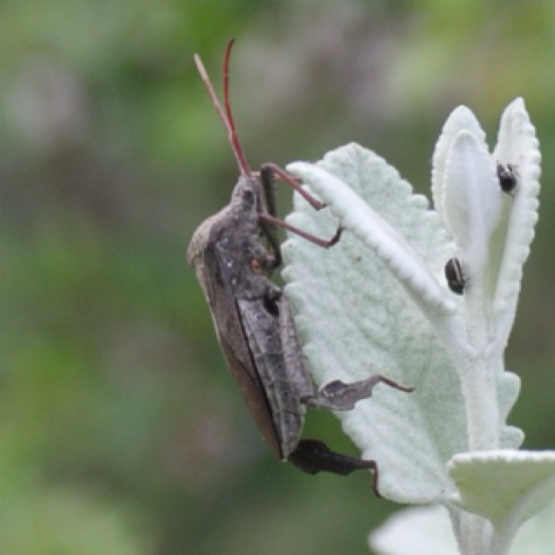 Giant Leaf-footed Bug