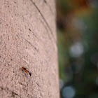 Unknown Ant