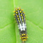 Mimoides Swallowtail Caterpillar