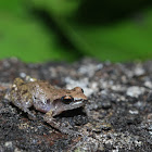 Rio Grande Chirping Frog