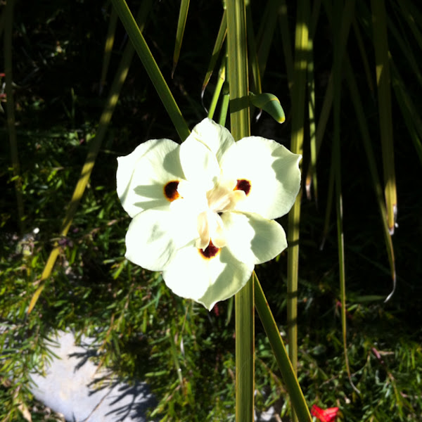 Iris Africano Amarillo 2 plantas quincena Lily Bicolor Mariposa Bandera Pavo Real 