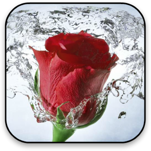 Rose Live Wallpaper.apk 13