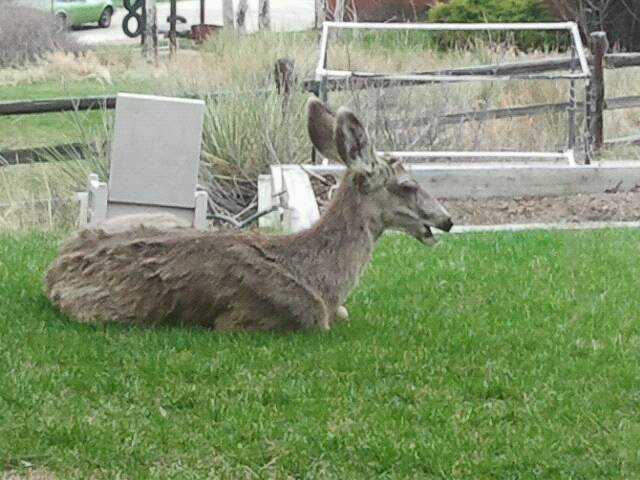Rocky Mountain Mule deer