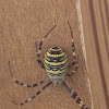 Wasp Spider