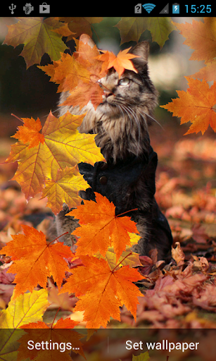 Cat in autumn leaves Wallpaper