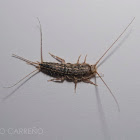 Four-lined Silverfish