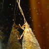 Brown Lacewing