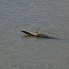 Unidentified flying waterfowl