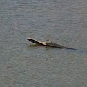 Unidentified flying waterfowl