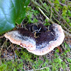 mushroom