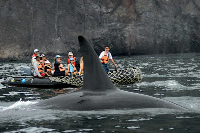 An orca whale rides alongside visitors in a Zodiac boat  during a Lindblad tour of the Galápagos Islands.